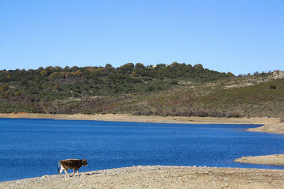 Scenic view of sea against clear blue sky