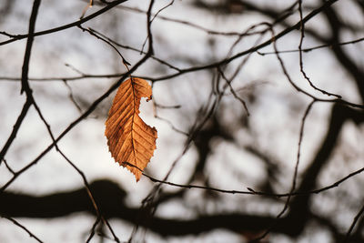 Close-up of dry leaves on branch