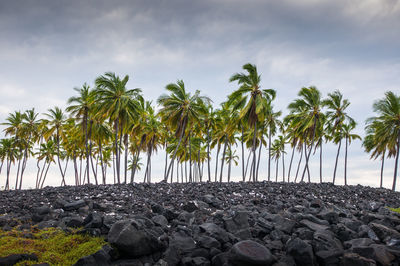 Coconut palm trees growing by black rocks against sky