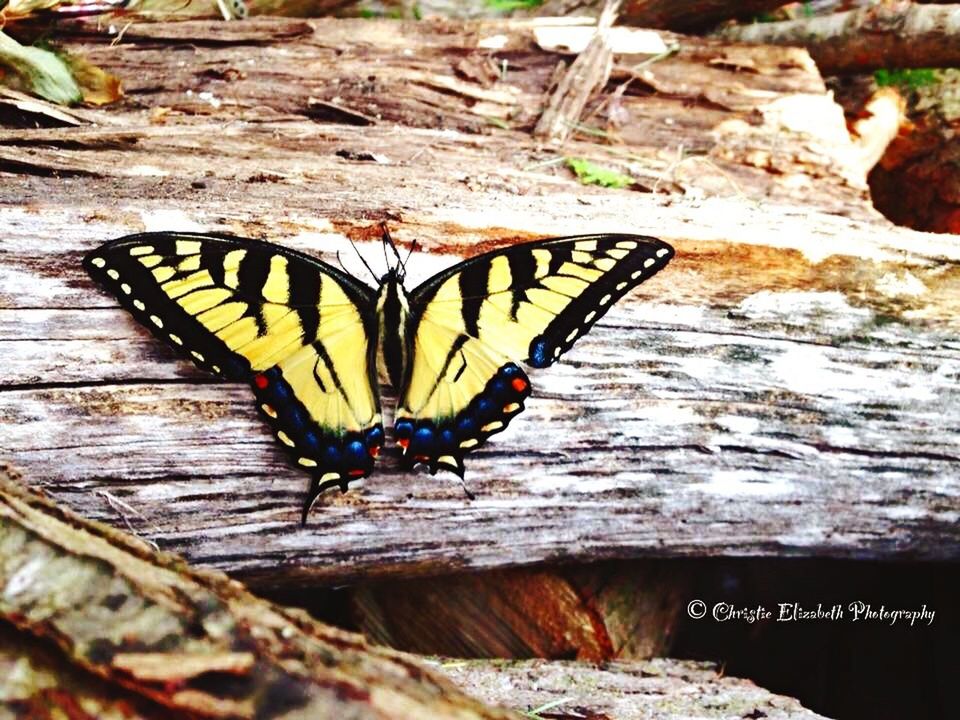 insect, animal themes, one animal, animals in the wild, wildlife, high angle view, close-up, nature, wood - material, rock - object, full length, outdoors, day, black color, textured, no people, butterfly - insect, animal wing, natural pattern, animal markings