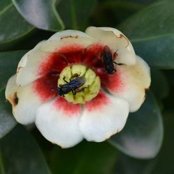 Close-up of flowers