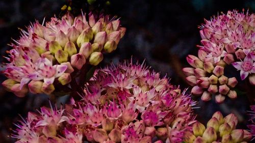 Close-up of pink flowers