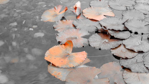 High angle view of orange leaves floating on water