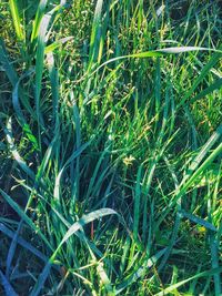 High angle view of grass growing on field