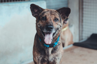 Close-up portrait of dog