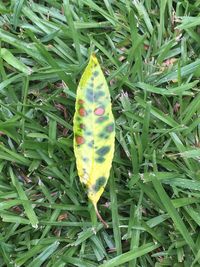 High angle view of insect on grass