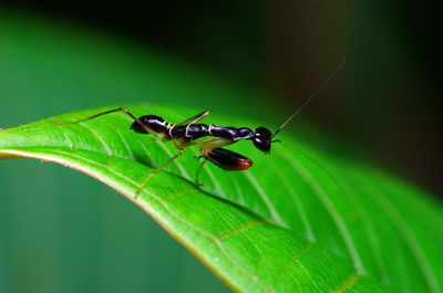 Close-up of insect on leaf