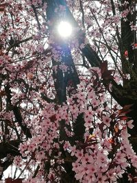 Low angle view of cherry blossoms on tree