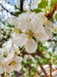 Close-up of white flowers blooming on tree
