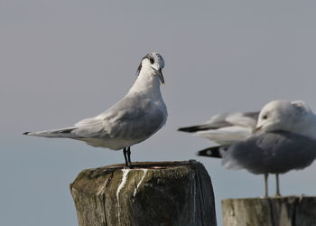 Seagull perching on wooden post