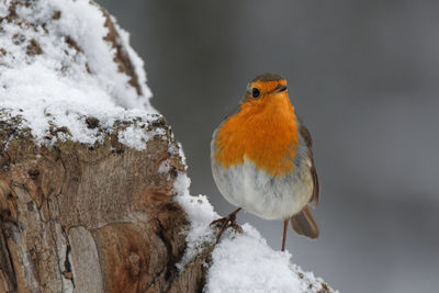 Close-up of bird perching on snow 