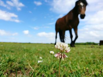 Close-up of a horse on field against sky