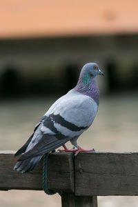 Close-up of bird perching on wood
