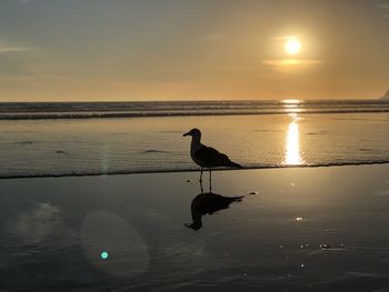 View of birds on beach at sunset