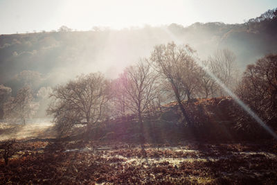 Trees on landscape against sky