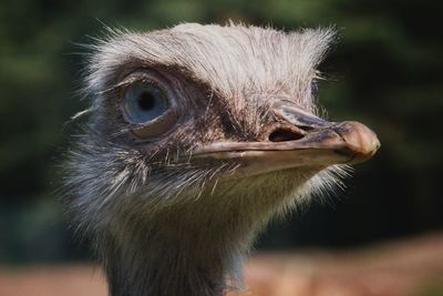 Close-up of eagle outdoors