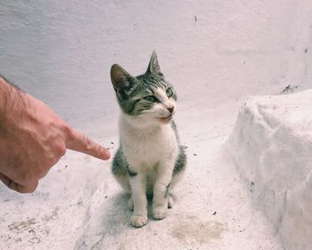Cropped hand pointing at kitten