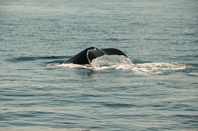 Whale swimming in sea