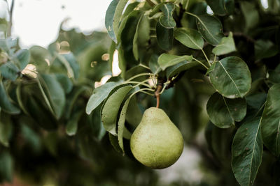 Close-up of fruit on tree