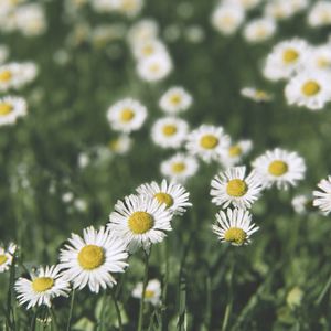 Close-up of white daisy flowers