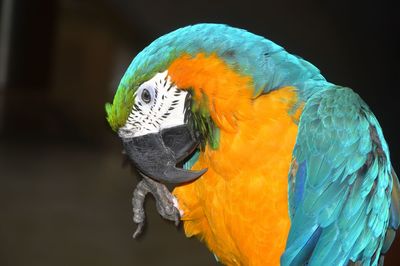 Close-up of parrot perching on leaf