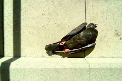 Bird in flight