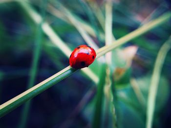 Close-up of ladybug on plant