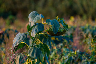 Close-up of flowering plant on field