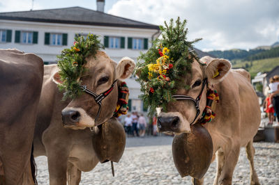 Horses in a farm