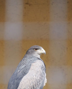 Hawk looking way against orange wall