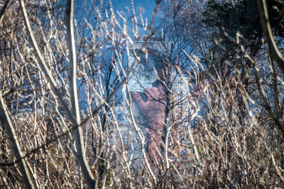 View of an animal on snow covered land