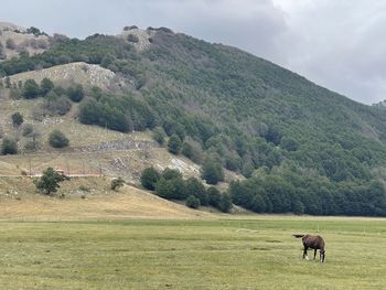 Horses grazing in a field