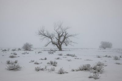 Bare trees on snow covered landscape