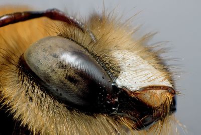 Close-up of insect