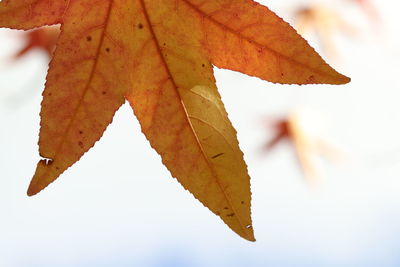 Close-up of orange maple leaves on tree