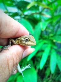 Close-up of a hand holding small lizard