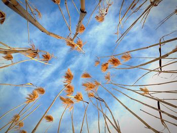 Low angle view of trees against blue sky