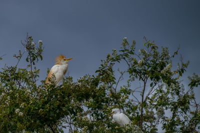 Low angle view of bird on branch against sky