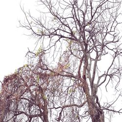 Low angle view of bare tree against clear sky