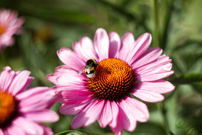 Close-up of bumblebee on coneflower