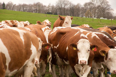 Cows standing in a field