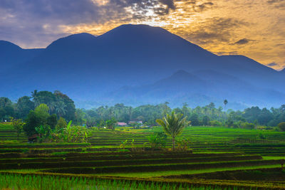 Scenic view of field against sky during sunset