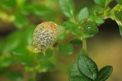 Close-up of caterpillar on plant