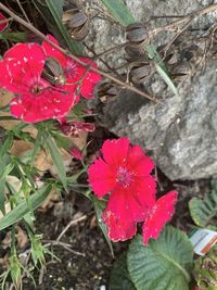 High angle view of red flowering plant