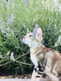 Cat looking away on field