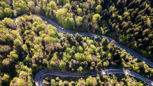 High angle view of road amidst trees in forest