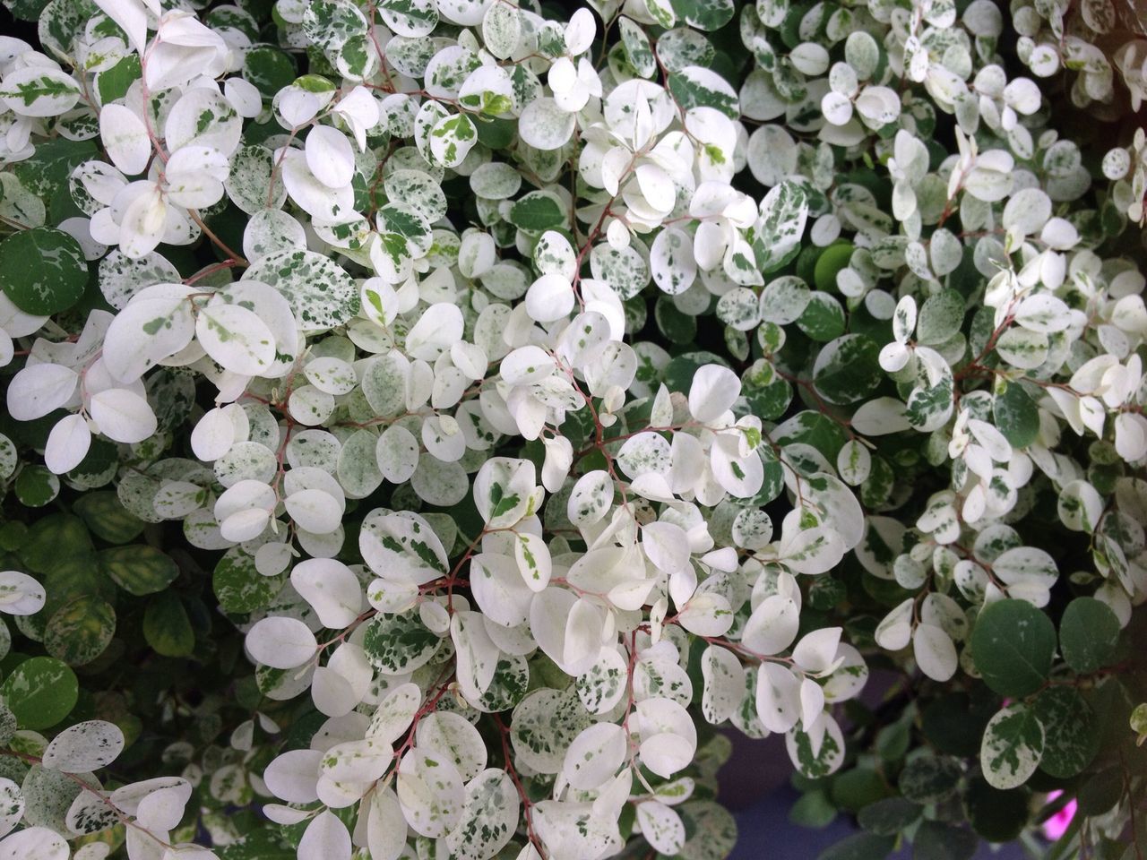 flower, growth, freshness, fragility, beauty in nature, petal, plant, full frame, leaf, nature, high angle view, white color, backgrounds, flower head, blooming, green color, in bloom, close-up, blossom, outdoors