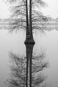 Bare tree by lake against sky during winter