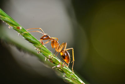 Close-up of insect on plant