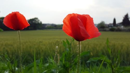 Close-up of red poppy blooming on field against sky